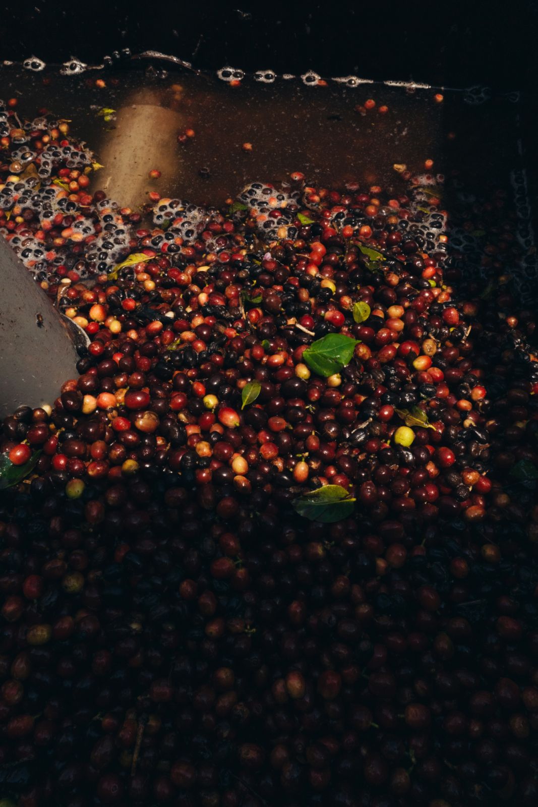 Coffee cherries being processed in Finca el Tempixque Zacapa rum Antigua Guatemala