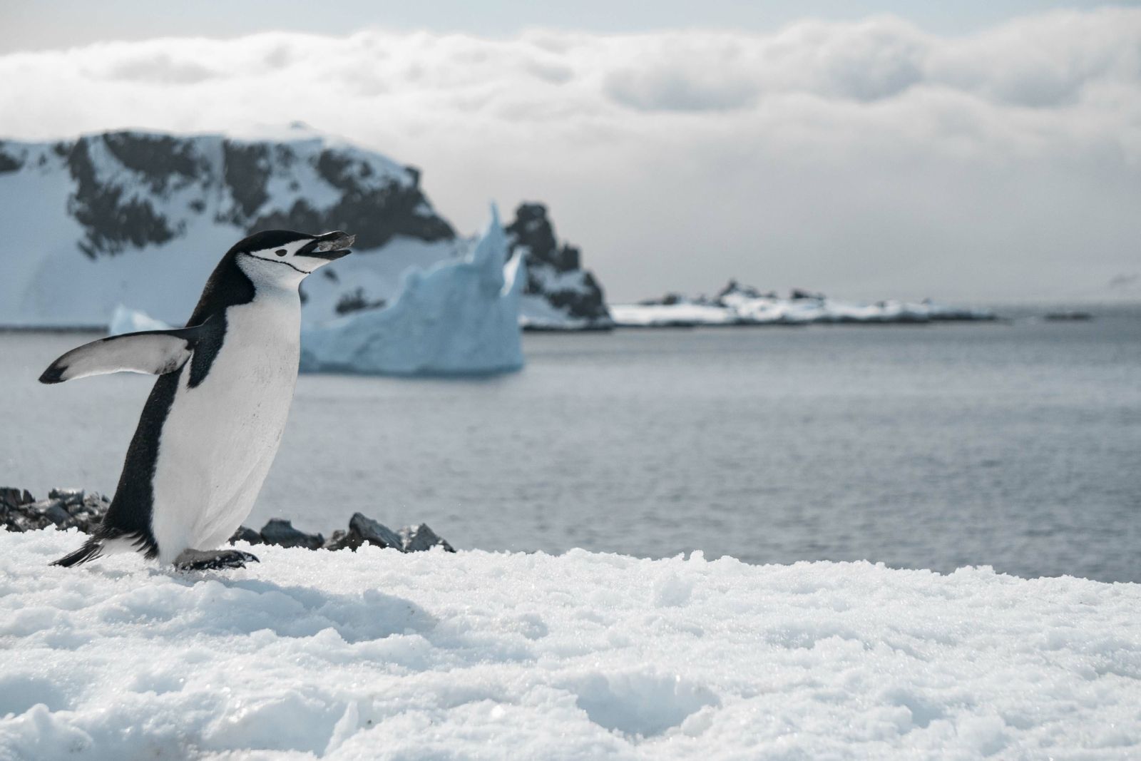 A penguin walking on the frozen beach (photo: Wirestock / Freepik)