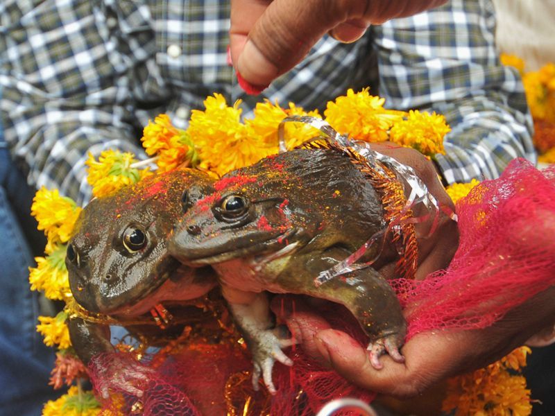 In India, it is believed that marrying frogs can bring rain (Photo: News 18 Kannada)