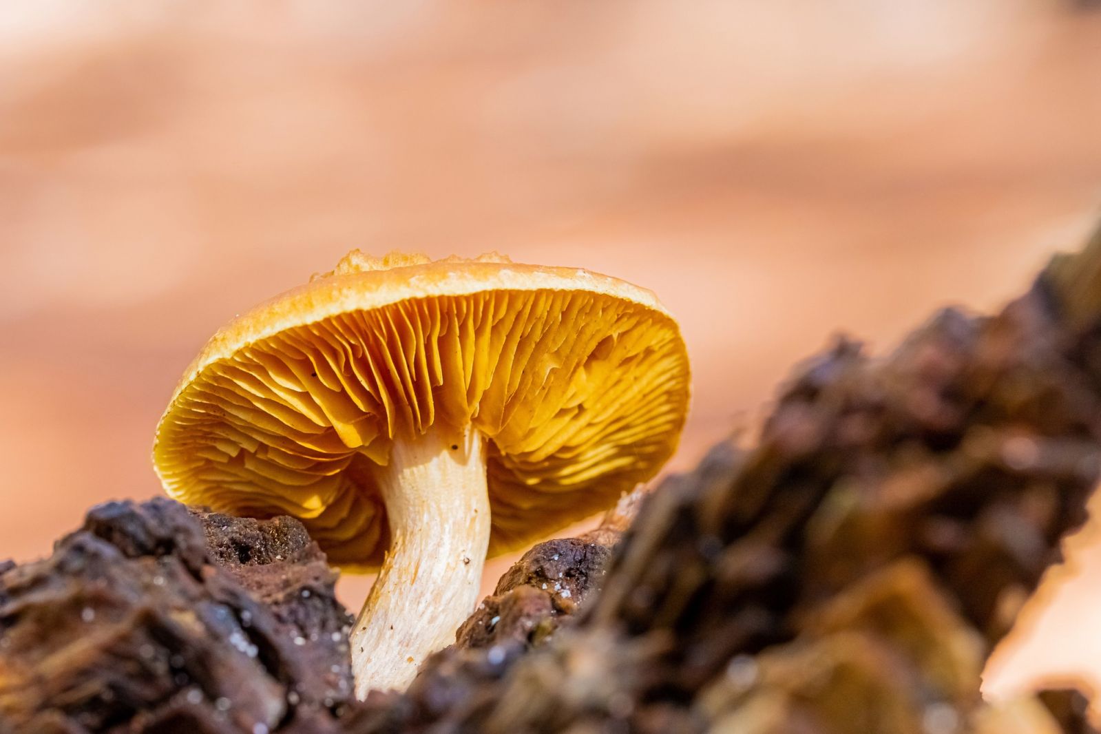 Mushrooms in your coffee, face cream, and sleepy time tea? The wellness set says yes. (Photo: Freepik)