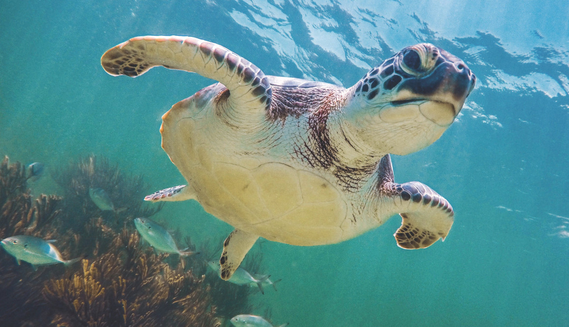 Tiffany & Co’s commitment to ocean conservation is the need of the hour (Photo: courtesy of The Nature Conservancy / Tannia Salido)