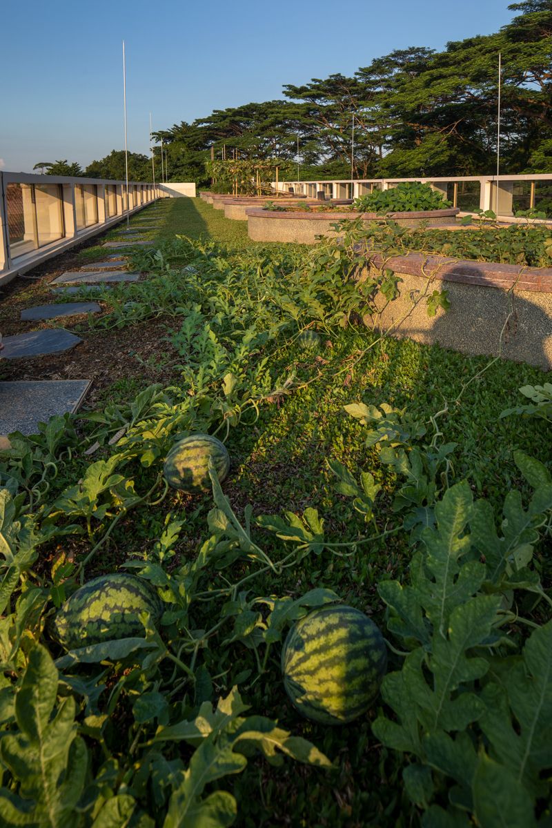 The rooftop garden with its bountiful yield of fresh watermelons