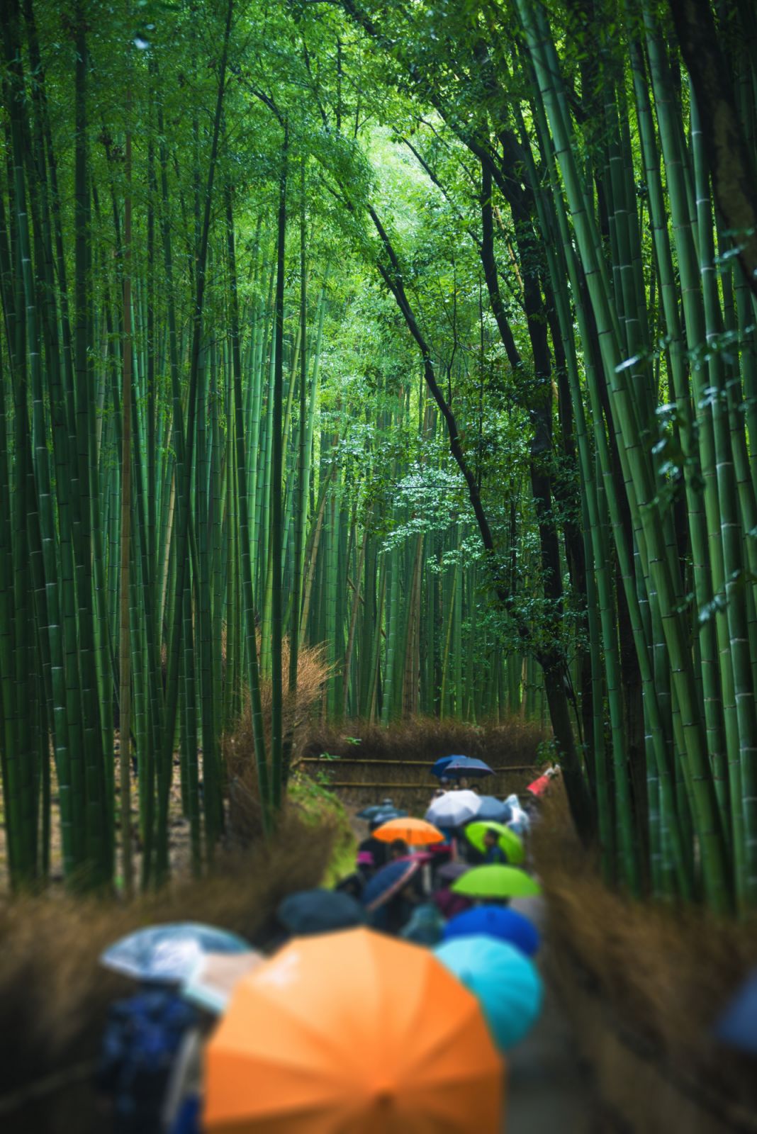 ป่าอาราชิยามะ เมืองเกียวโต ประเทศญี่ปุ่น (ภาพ: Haitong Yu/Getty Images)