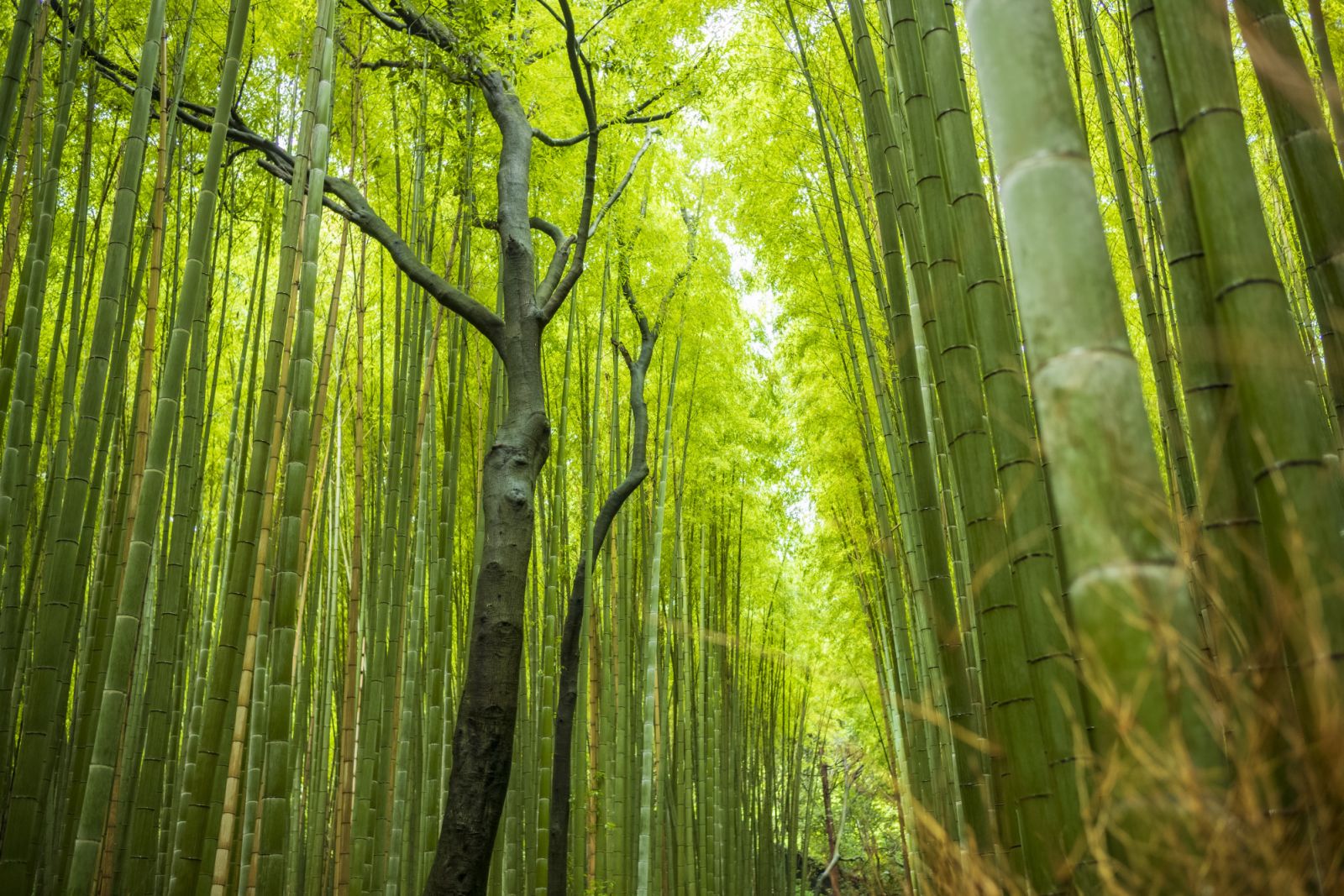 ป่าอาราชิยามะ เมืองเกียวโต ประเทศญี่ปุ่น (ภาพ: Jonathan W. Cohen/Getty Images)