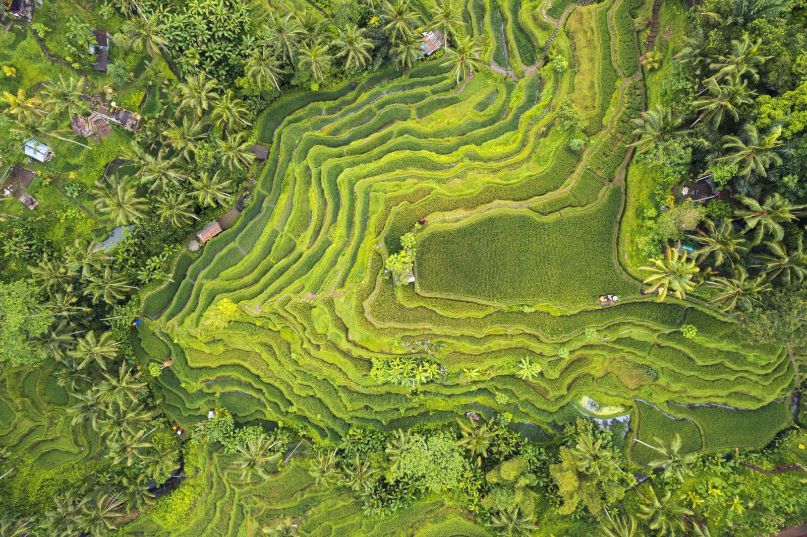 Tegallalang Rice Terrace นาข้าวขั้นบันไดเหล่านี้เป็นส่วนหนึ่งของระบบชลประทาน Subak ซึ่งเป็นมรดกโลกของ Unesco ที่สร้างขึ้นโดยภูมิปัญญาชาวบ้านมานานนับศตวรรษ (ภาพ: Getty Images)