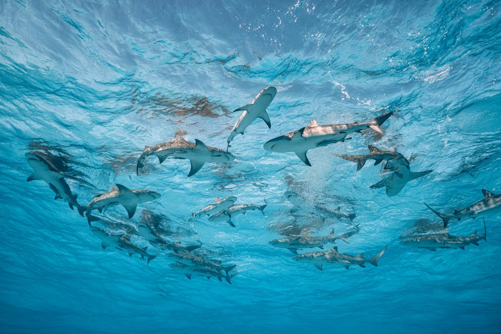 The Bahamas is the only country in the world to declare its entire marine habitat a shark sanctuary. The abundance of sharks in these waters has contributed to the thriving tourism industry in the country, giving skeptical visitors the opportunity to interact with these misunderstood creatures. These lemon and reef sharks have learned not to fear humans. Congregating in large numbers around the boats, they stir up a frenzy, oblivious to the people admiring them from above and below.
