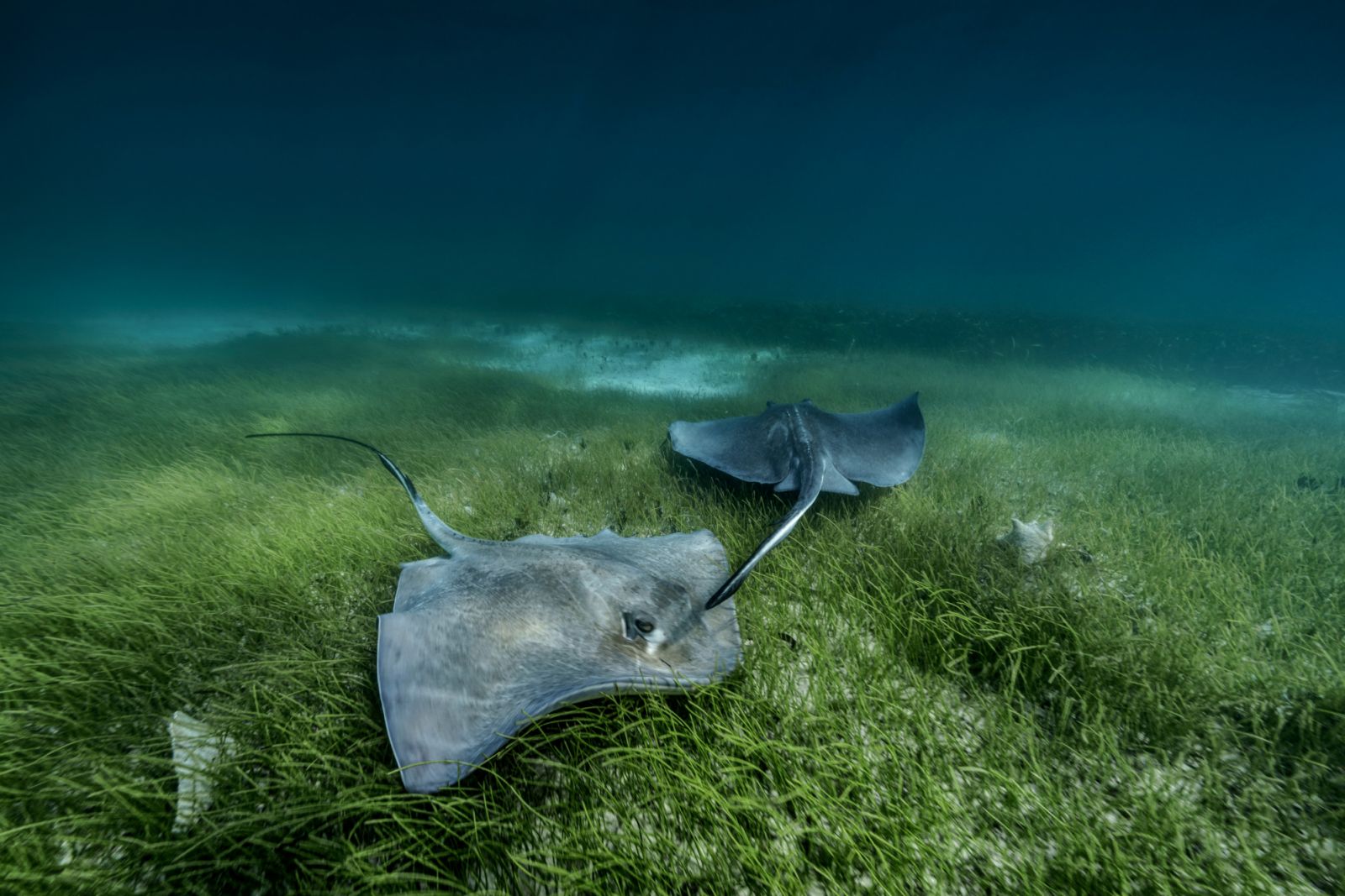 Sea grass provides the perfect hunting ground for these rays as they forage for crustaceans. A healthy bed of lush underwater grass supports biodiverity whilst also providing nurseries for commercially important fish, ensuring food security and supporting local economies.