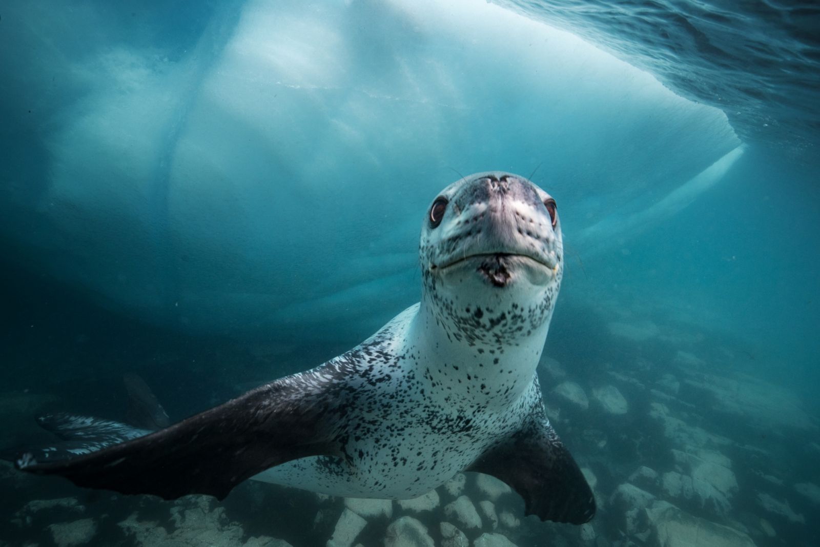Cristina Mittermeier co-founded SeaLegacy with Paul Nicklen and Andy Mann in 2014. Together, they have undertaken over 45 expeditions, including to Antarctica, where they encountered leopard seals. Scientific observations have shown leopard seals moving into fur seal territory around Antarctica, where they are decimating the fur seal population.