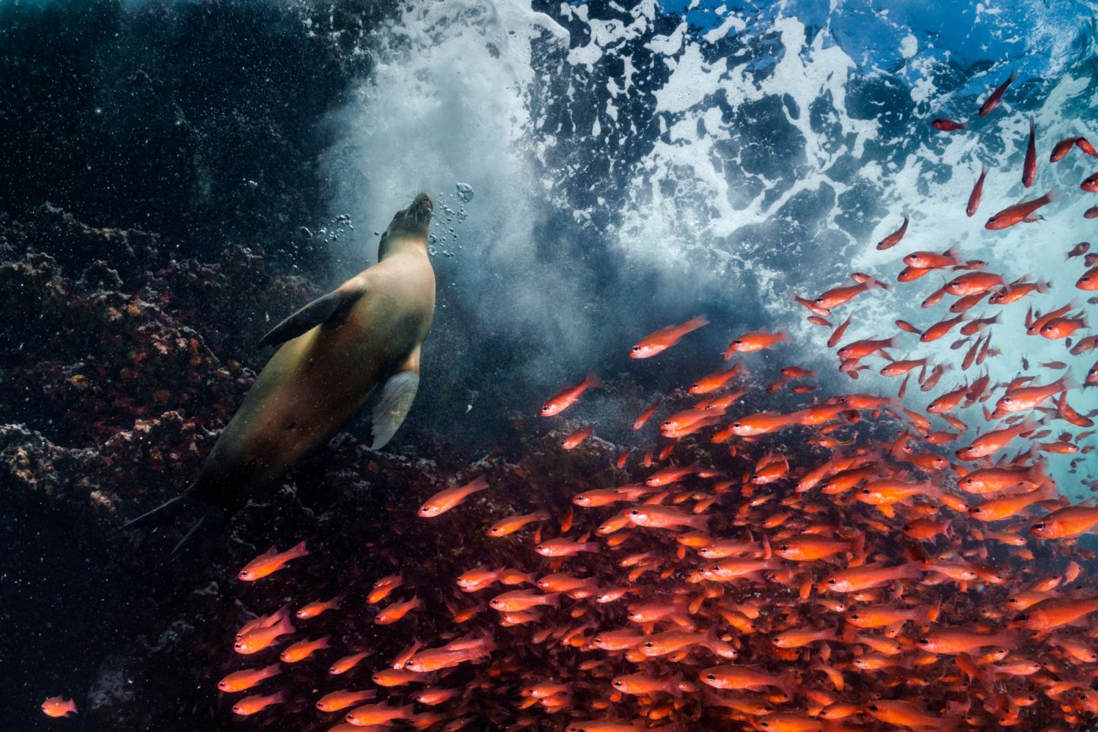 Torrents of cardinal fish race by to avoid a Galapágos sea lion. The Galapágos is one of the most biodiverse areas on the planet. In January 2022 the Hermandad Marine Reserve added sixty thousand square kilometres to the islands’ surrounding no fishing zone, adding 5.9% to Ecuador’s protected ocean.