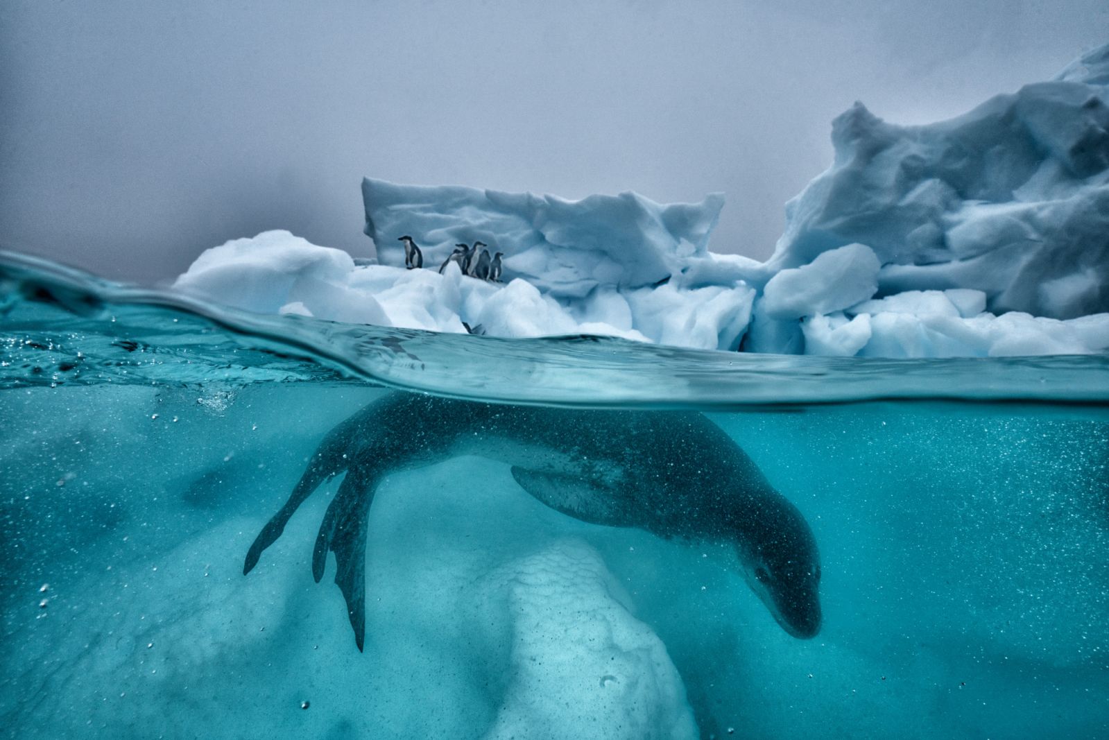 A leopard seal prowls by the edge of an iceberg, where several chinstrap penguins stand, unaware of the predator waiting beneath the surface.