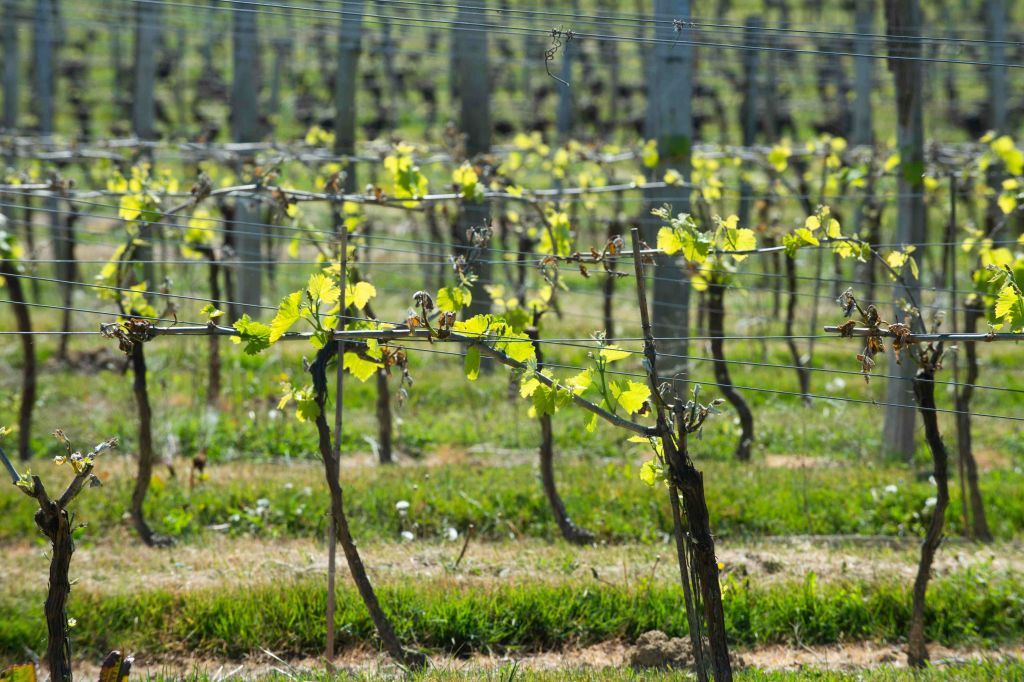 Nogaro (south western France), 2021/04/15: Les Hauts De Montrouge winery gathering about 60 winemakers producing wines and liqueurs such as Armagnac and Floc de gascogne. Vines damaged by frost. (Photo by: Grimault E/Andia/Universal Images Group via Getty Images)