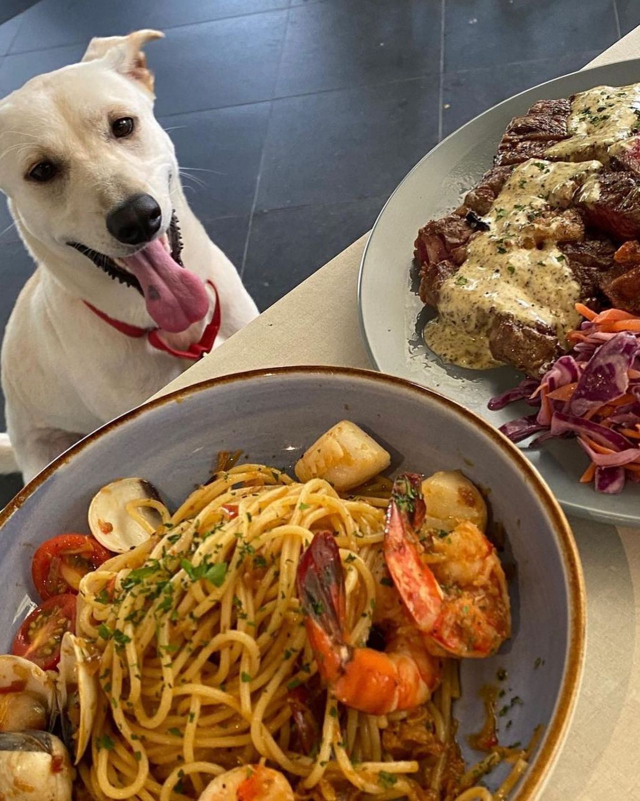 Dog friendly restaurants SG