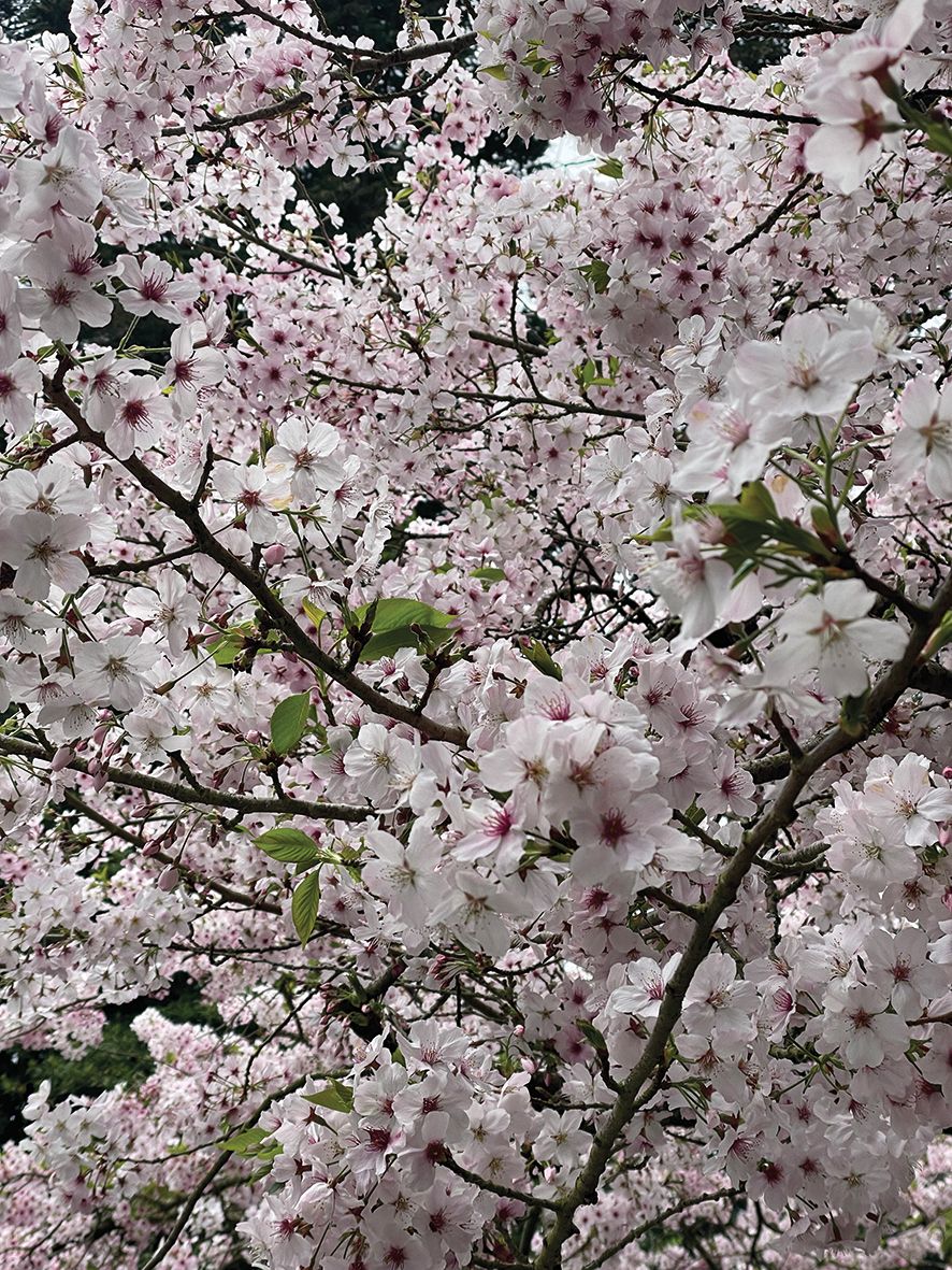 Cherry blossoms at Golden Gate Park, where Elisha Tan goes to to feel grounded
