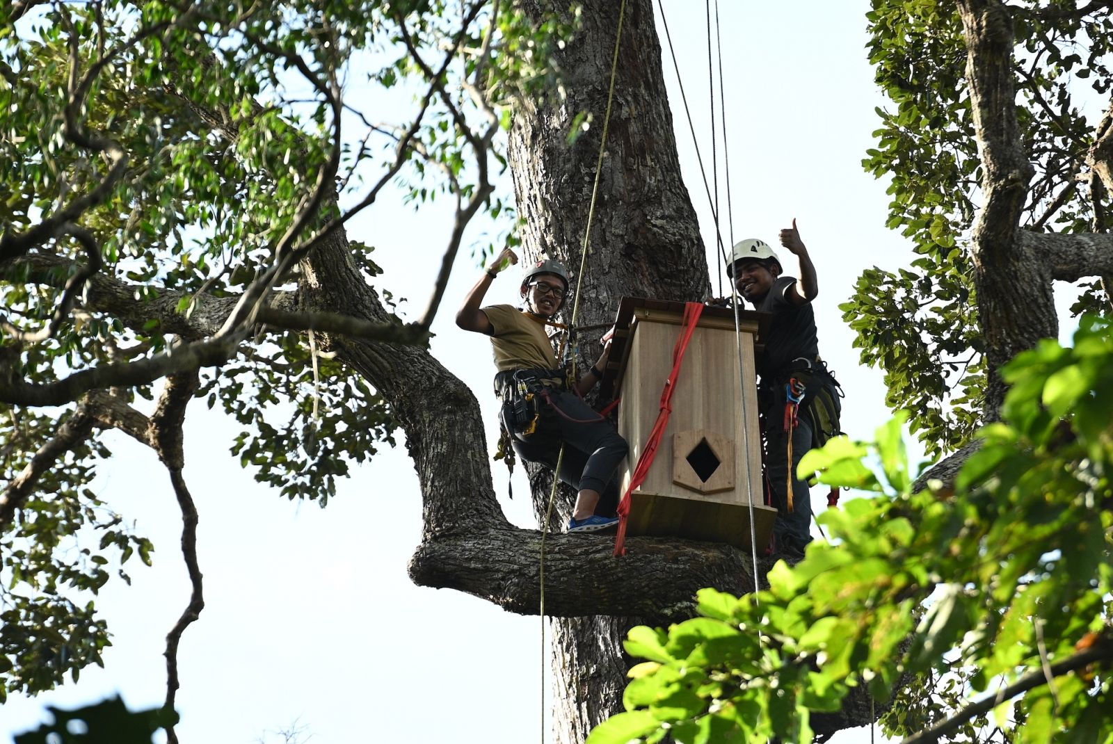 First artificial hornbill nest installed at The Datai Langkawi