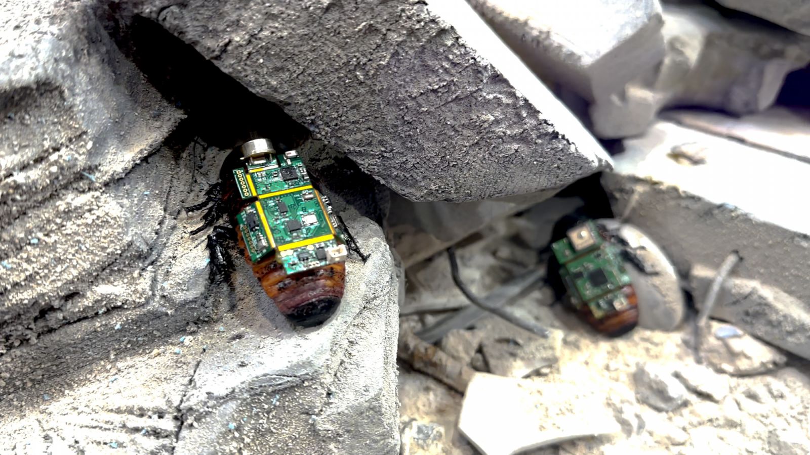 Cyborg Cockroach at Singapore Design Week's Unnatural History Museum of Singapore