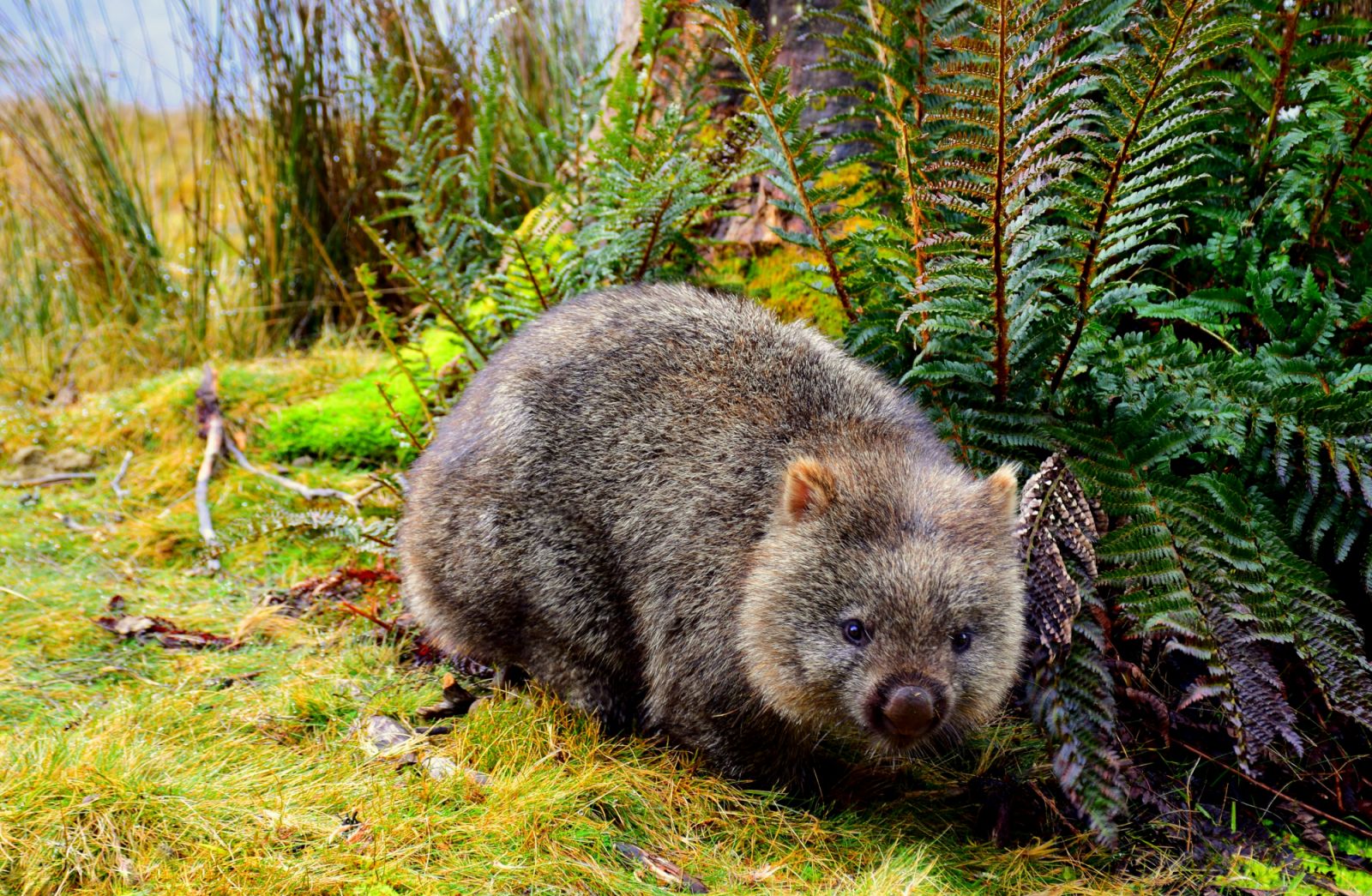 Wombats are among the most photogenic creatures travels can see in Australia (Photo: Michael Jerrard/Unsplash)
