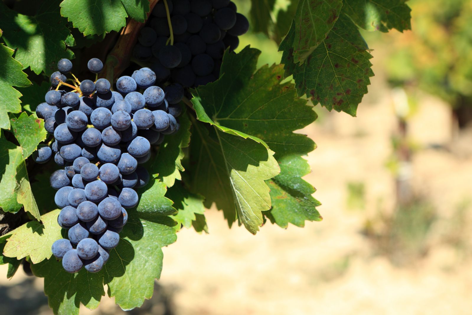 Clusters of Sangiovese grapes ripen under the Tuscan sun—rich in antioxidants, they're the foundation of local vinotherapy rituals. (Photo: Kstudio/Freepik)
