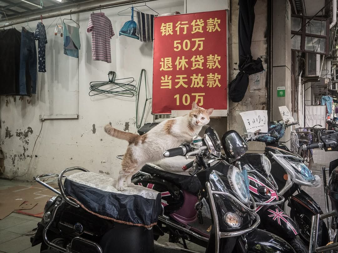 (Photo: Marcel Heijnen/@chinesewhiskers on Instagram)