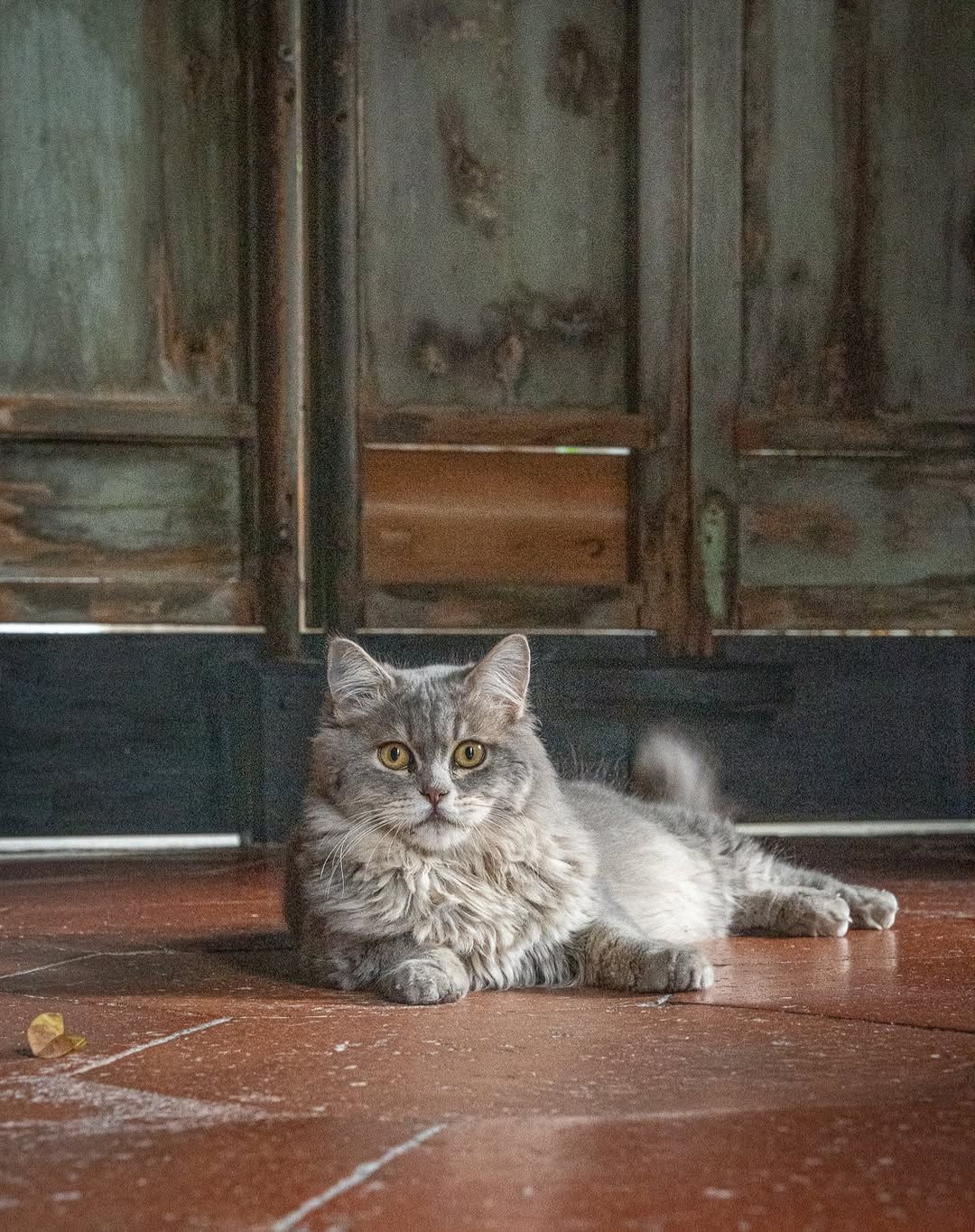 (Photo: Marcel Heijnen/@chinesewhiskers on Instagram)