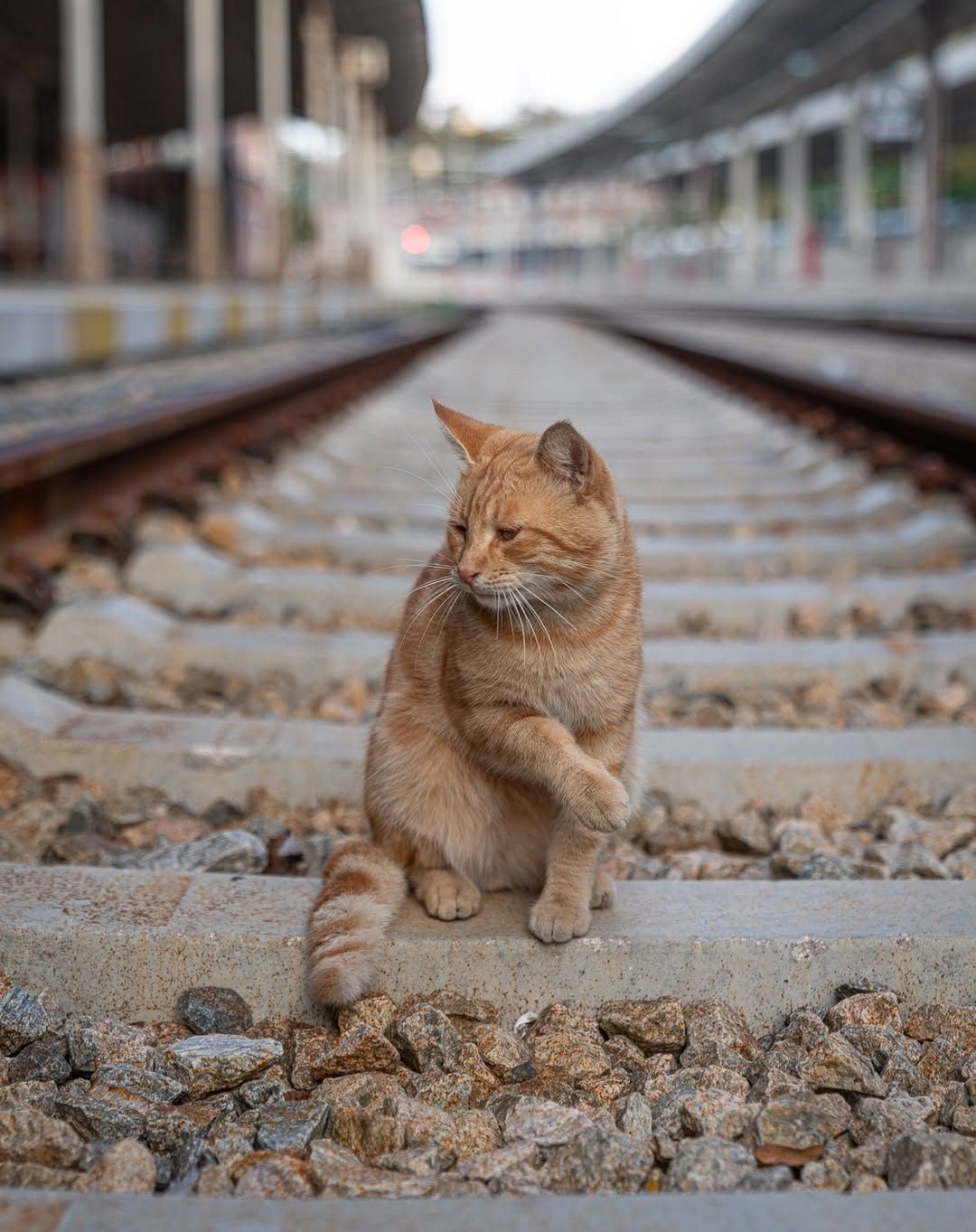 (Photo: Marcel Heijnen/@chinesewhiskers on Instagram)