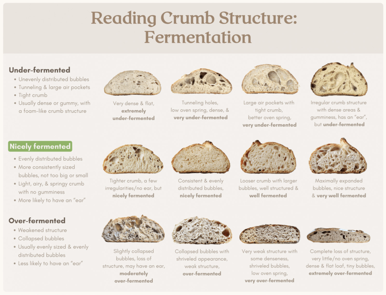 一張從發酵角度解讀酸種麵包內部組織的圖表。 (Image: Reddit, r/sourdough)