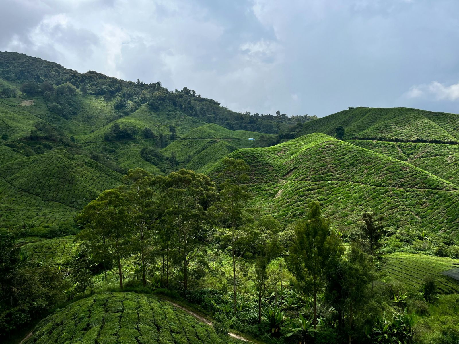 Cameron Highlands, Malaysia (Photo: Joshua Mooy / Unsplash)