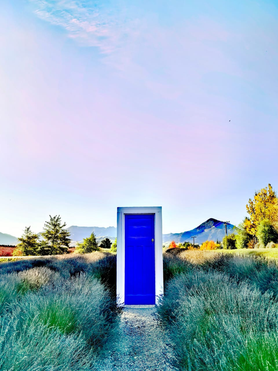 Purple doors and dreams at the Wānaka Lavender Fields (Photo by Honey Corro)