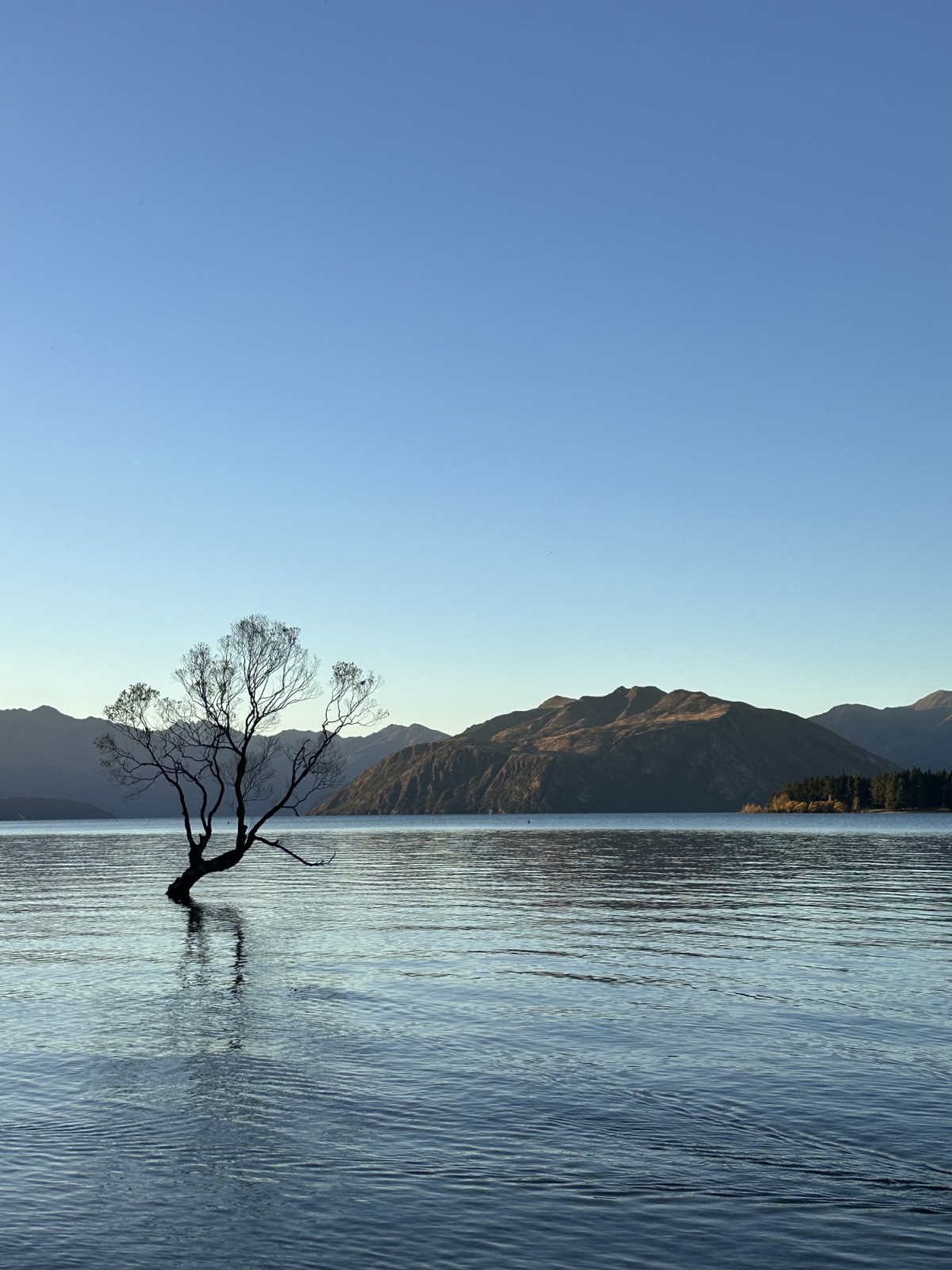 The Wānaka Tree (Photo: Courtesy of Audrey Tan Zubiri)
