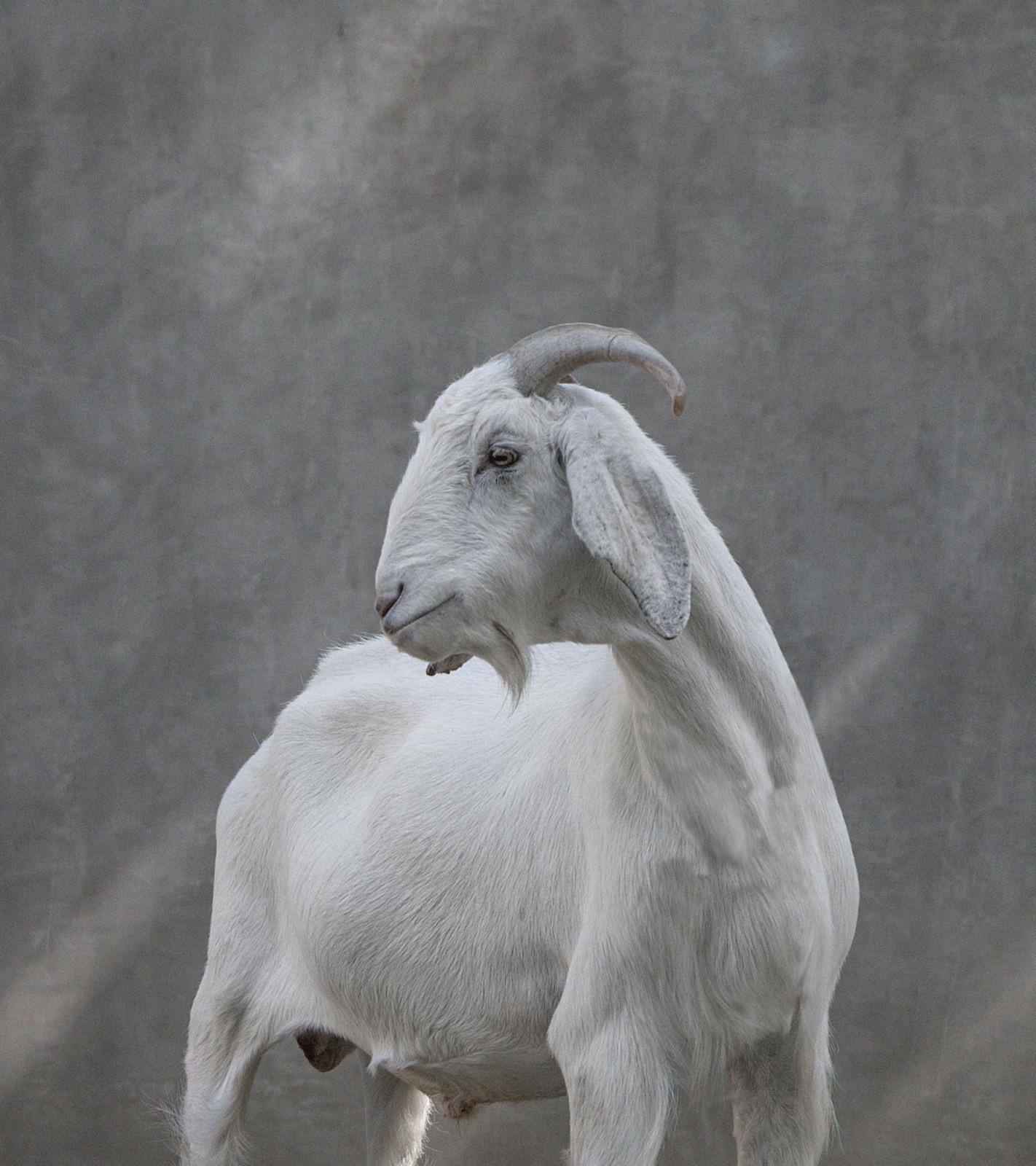 Kore (Photo: Lodge in the Woods website)