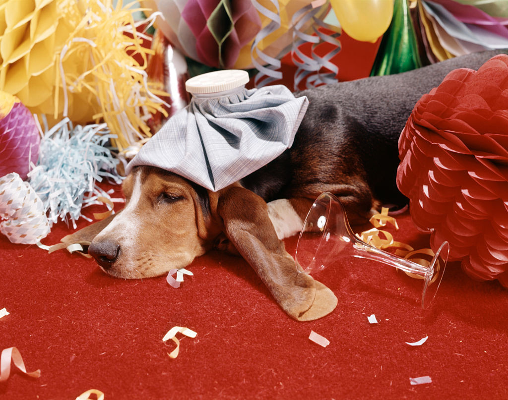 1960s HOUND DOG WEARING ICE PACK SUFFERING AN AFTER PARTY HANGOVER (Photo by H. Armstrong Roberts/ClassicStock/Getty Images)