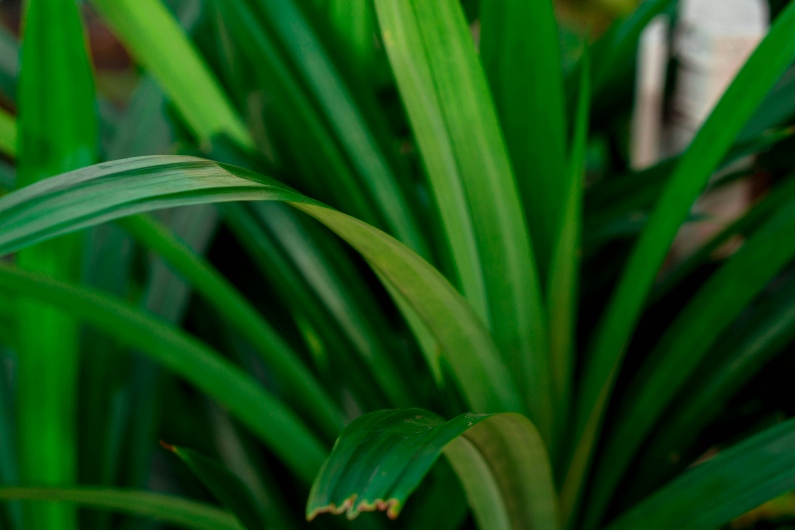 Fragrant pandan leaves are used in traditional Asian remedies for their soothing and antioxidant-rich properties. (Photo: Redicul Pict / Unsplash)