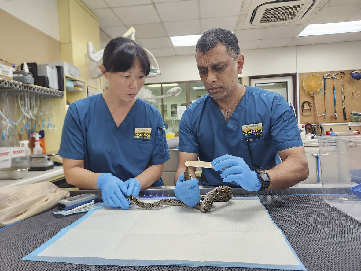 Doctors at Mandai Wildlife Group’s animal hospital work on a juvenile reticulated python. Photo: Mandai Wildlife Group
