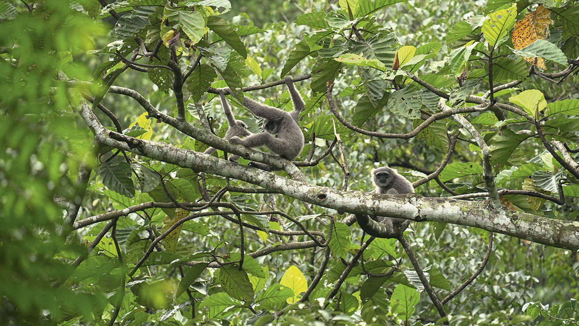 The endangered Javan gibbons in their forest refuge, protected
through wildlife‑friendly forest farming by the Mandai Nature- supported SwaraOwa. Photo: SwaraOra