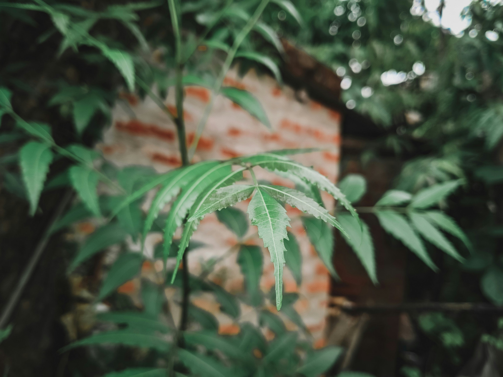 Neem leaves may be the most formidable among Asia’s bitter foods. (Photo: Sourajit Hazra / Unsplash)