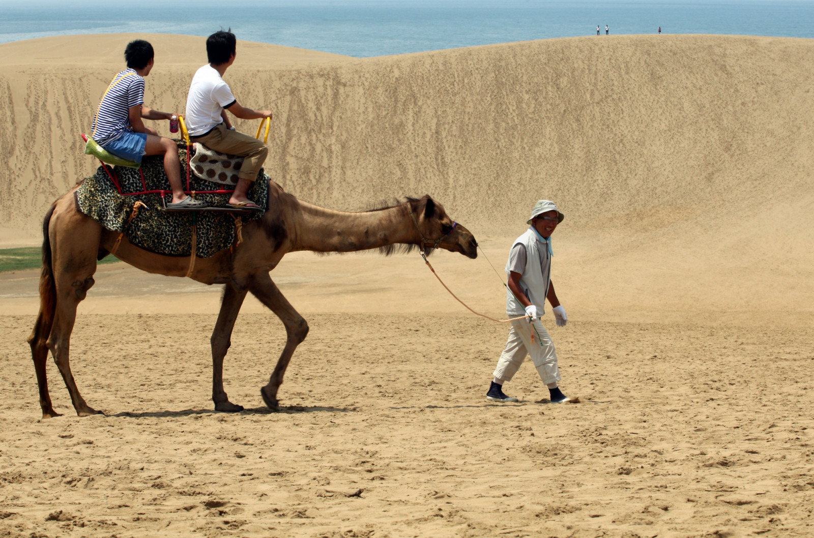 TOTTORI, JAPAN - JULY 21: Tourists take a camel ride on Tottori sand dunes on July 21, 2012 in Tottori, Japan. The dunes are over 30 km² but are decreasing in size as a result of the reforestation program following World War II. (Photo by Buddhika Weerasinghe/Getty Images)