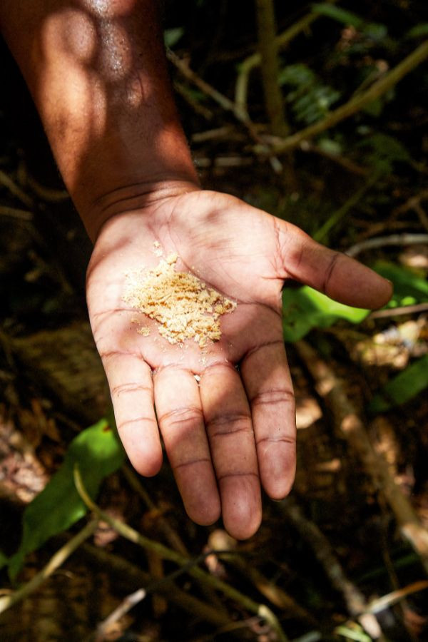Ethically sourced sandalwood is at the heart of Bleu de Chanel L'Exclusif