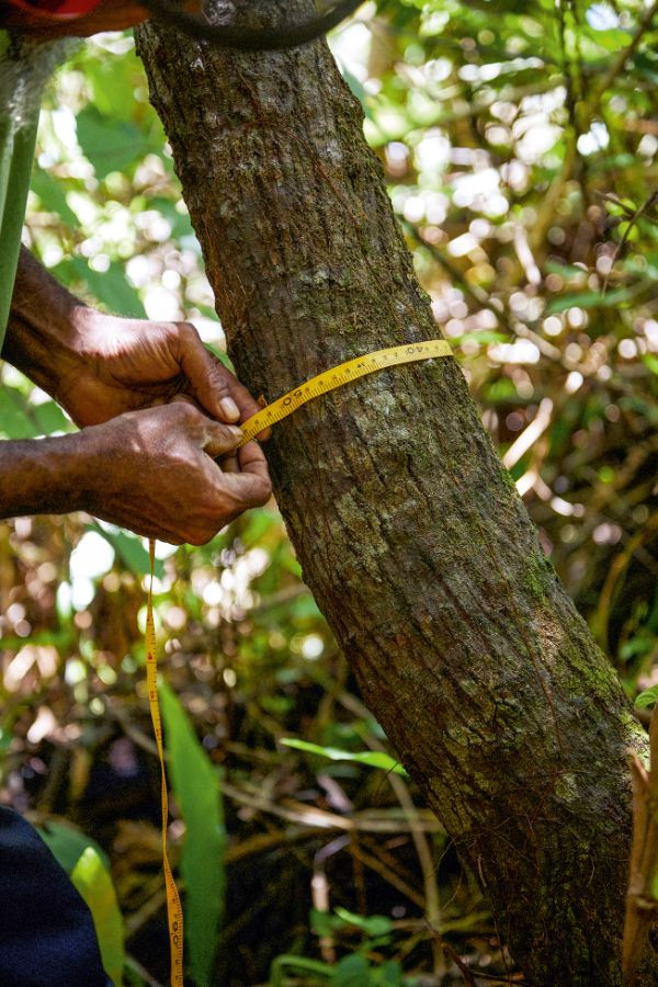 Ethically sourced sandalwood is at the heart of Bleu de Chanel L'Exclusif