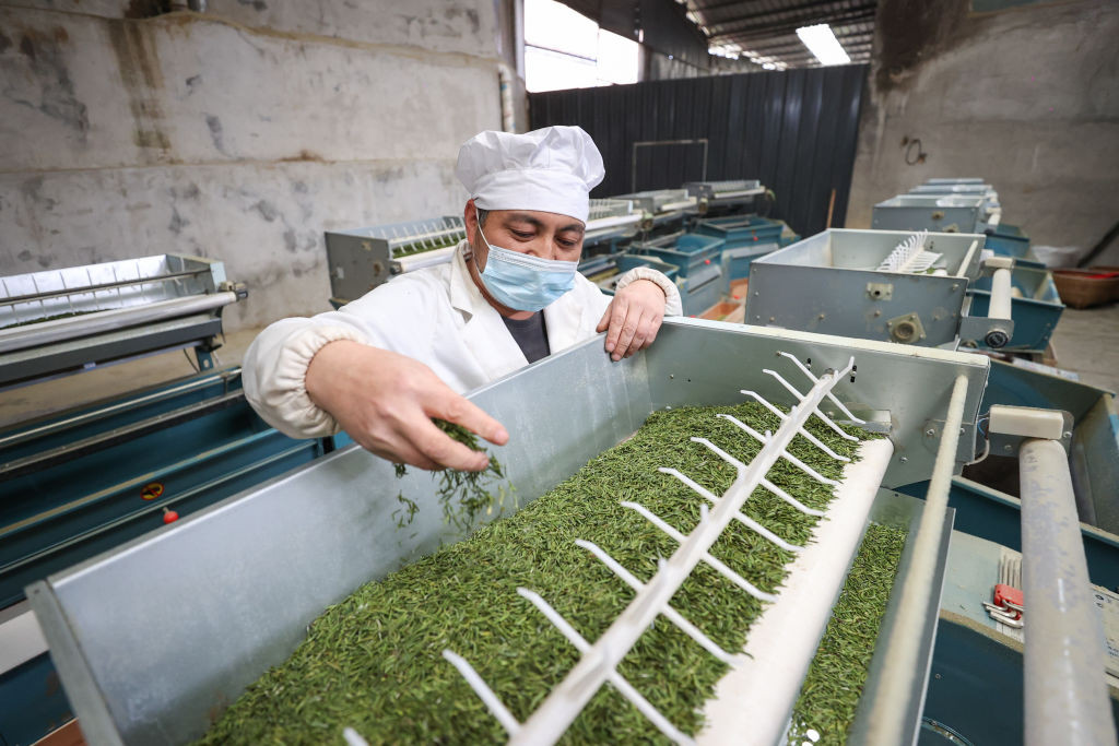ZUNYI, CHINA - MARCH 19: A worker processes tea leaves at a tea processing factory on March 19, 2024 in Zunyi, Guizhou Province of China. (Photo by Qu Honglun/China News Service/VCG via Getty Images)
