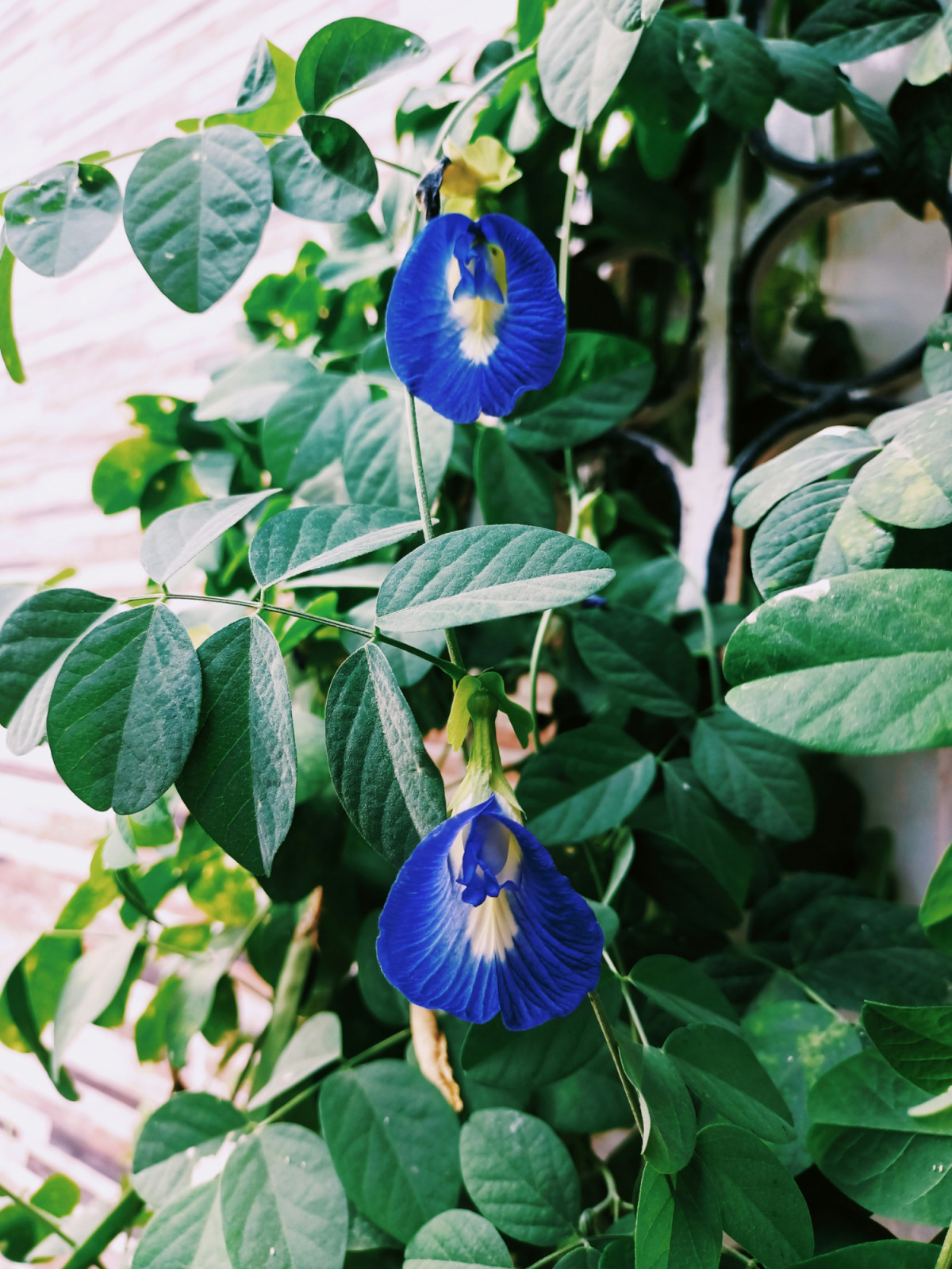 This natural food colouring transforms drinks and desserts with its striking shades. (Photo: Shahzal/Unsplash)