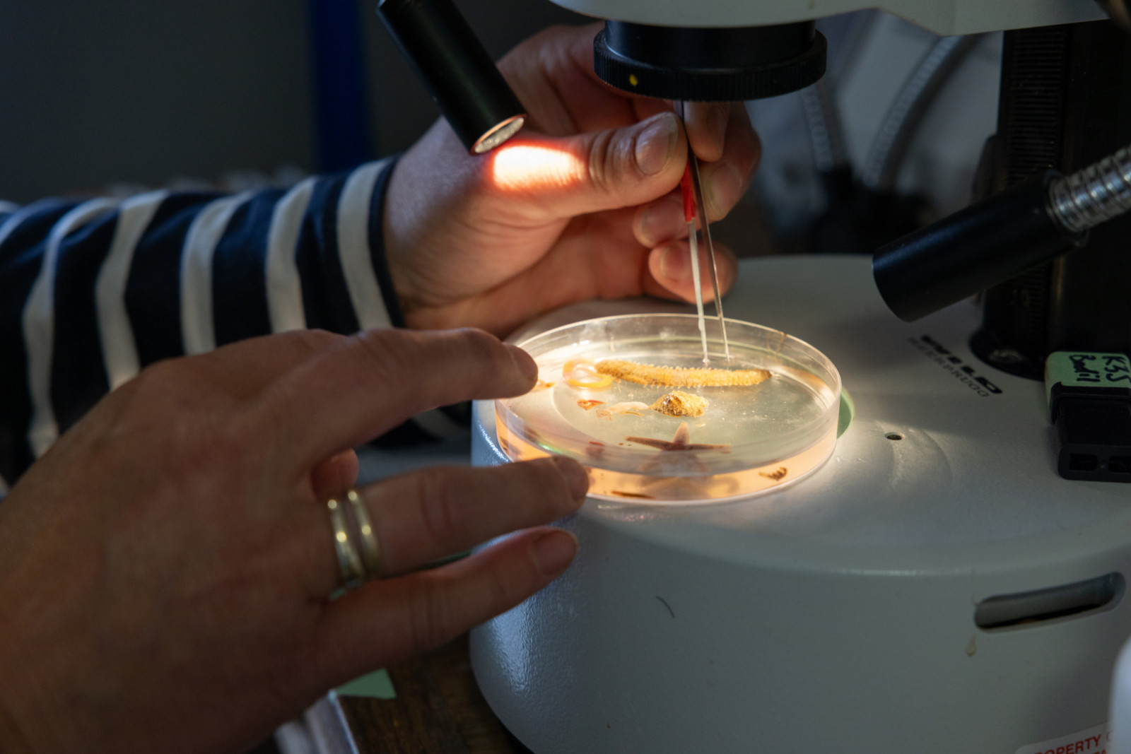 Marine biologist and oceanographer Bodil Bluhm, closely looking at specimens collected from Arctic waters.
©Kaitlyn Van De Woestyne/National Geographic