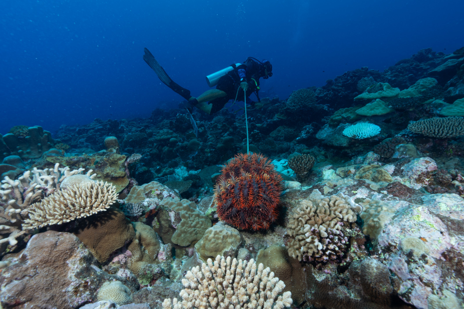 Expedition team member Te Mata Patai removes taramea (crown-of-thorns starfish) from the reef at Avana Passage.
©Giacomo d'Orlando/National Geographic