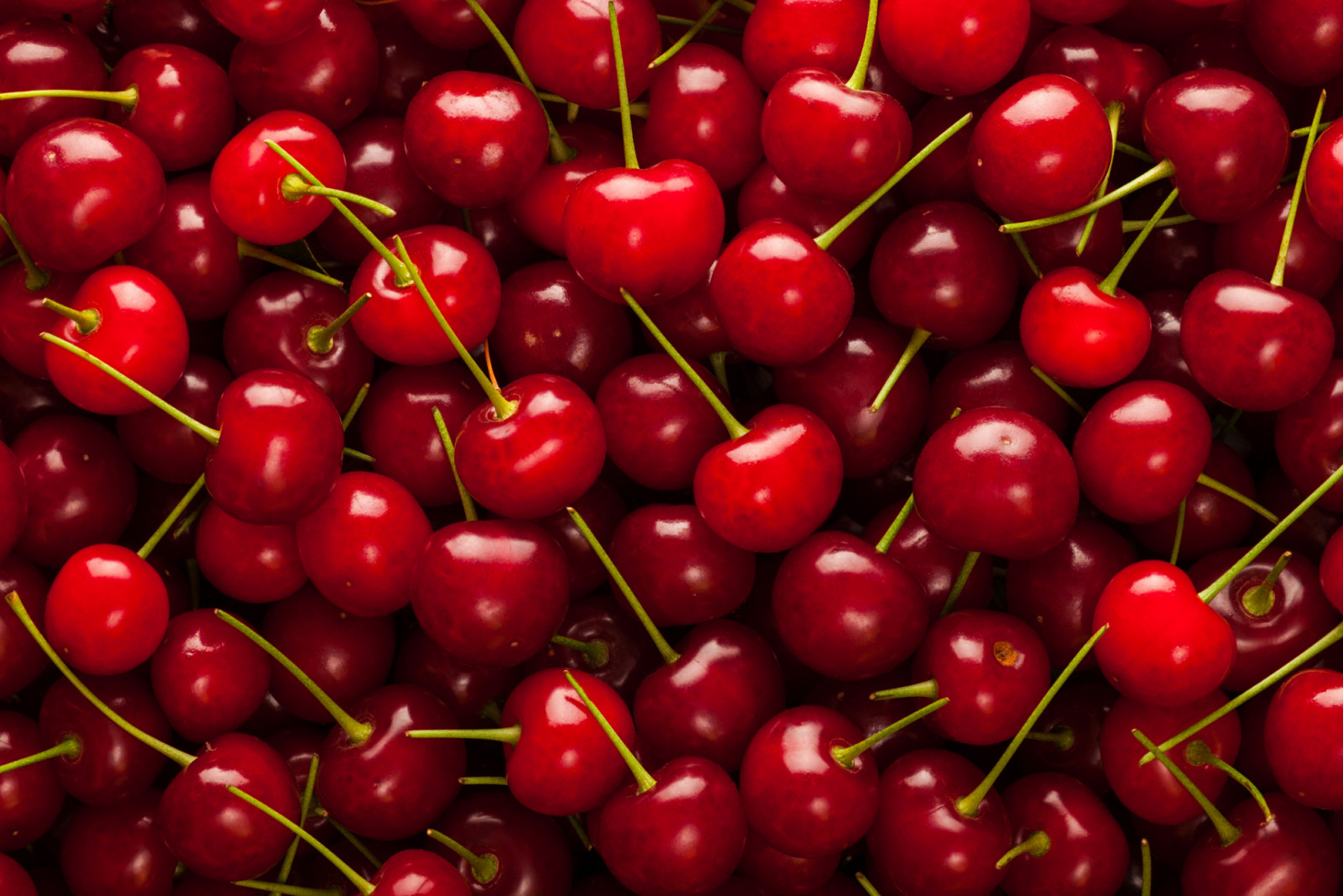 Close-up of ripe delicious cherries