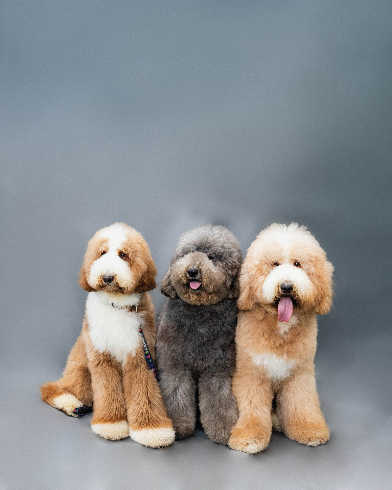 Teo's giant poodles—Canton, Cairo and Oslo