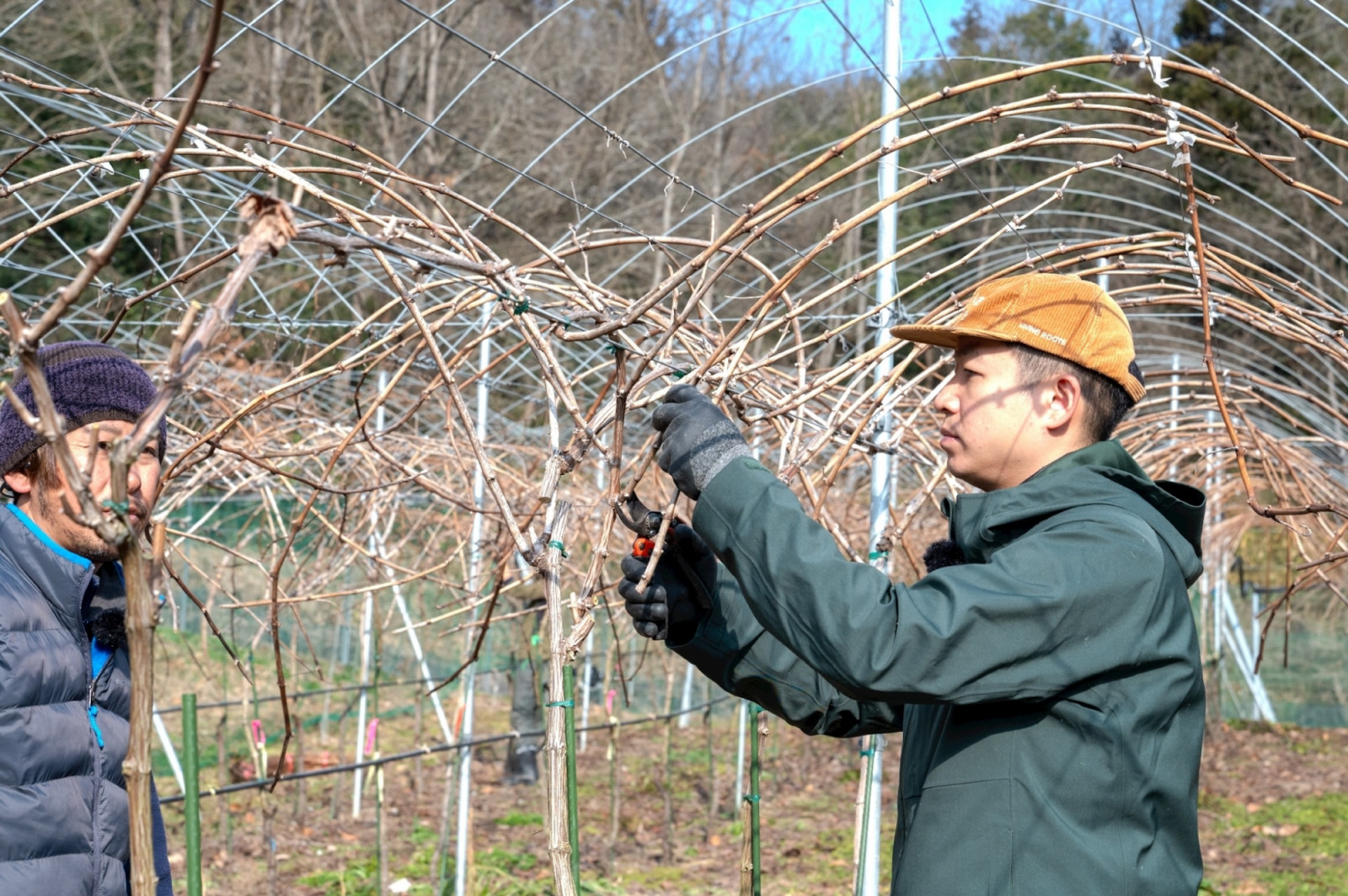 Choi plans to plant pinotage in Hiroshima (Photo: Reeze Choi) Reeze Choi sommelier wine japan japanese wine vinoble