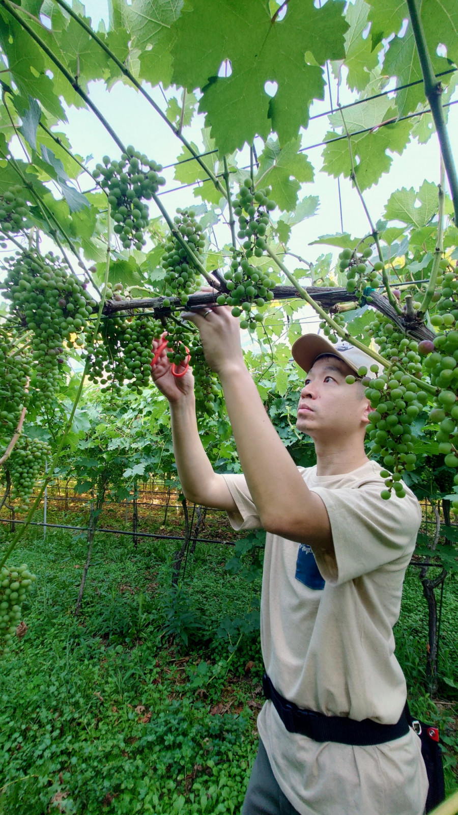 Reeze Choi harvesting grapes in the vineyards of Miyoshi in Hiroshima (Photo: Reeze Choi) Reeze Choi sommelier wine japan japanese wine vinoble