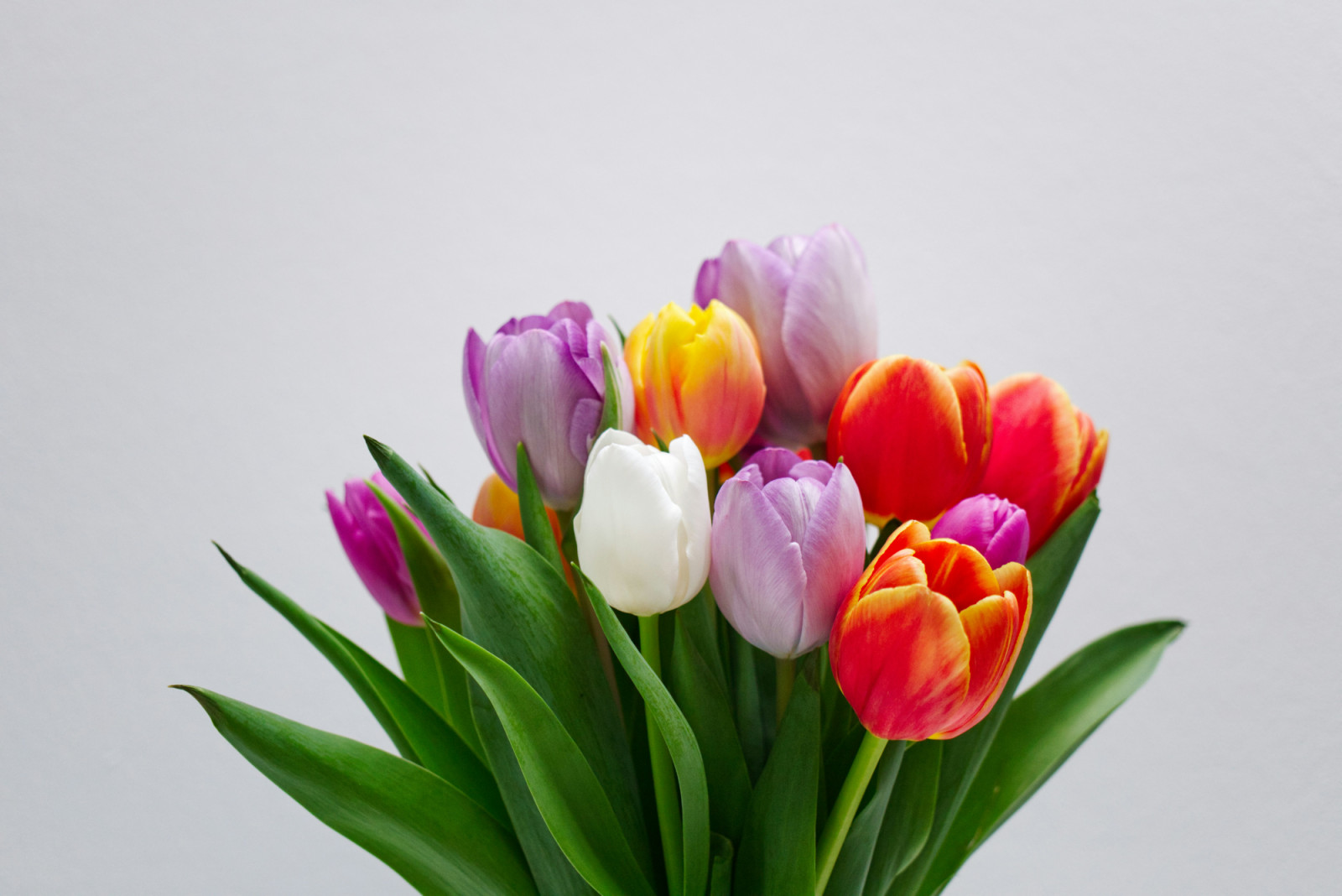 At its peak, a prized tulip bulb could fetch as much as a grand Amsterdam house. (Photo: Timo C Dinger / Unsplash) timo-c-dinger-43m51FRyG88-unsplash