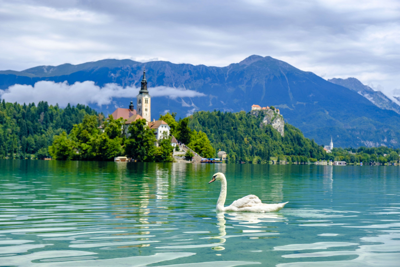 BLED, UPPER CARNOLIA, SLOVENIA - 2017/07/24: A swan is passing Bled Island, Blejski otok, with the pilgrimage church dedicated to the Assumption of Mary seen across Lake Bled, Blejsko jezero. (Photo by Frank Bienewald/LightRocket via Getty Images)