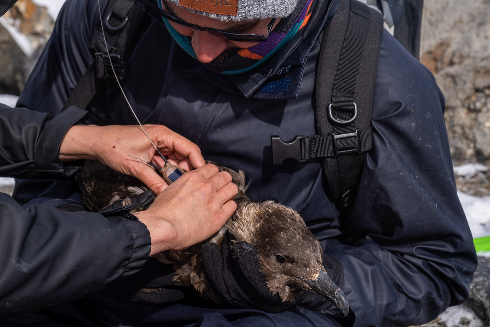 Infectious disease ecologist Amandine Gamble (left) and Natural Scientist André Van Tonder (right) place a tracker on a skua.
©Luján Agusti/National Geographic