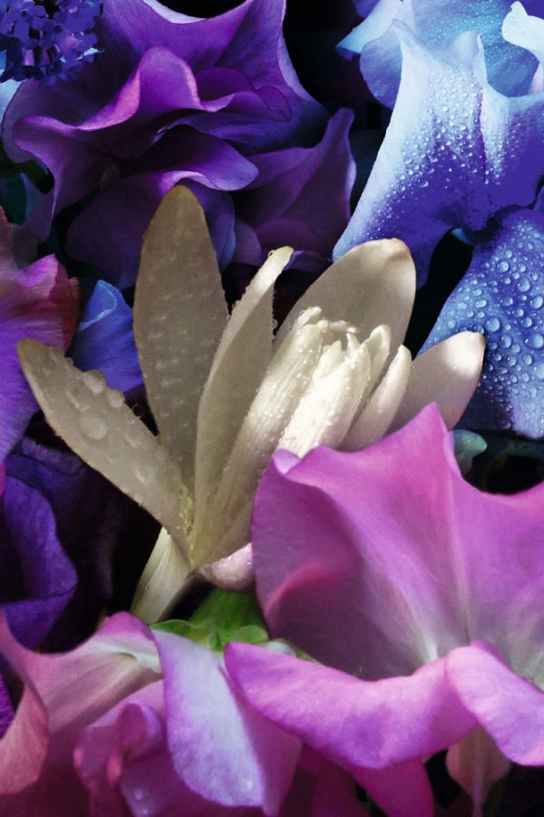 Guerlain Absolus Allegoria Florabloom