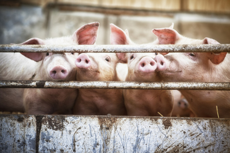 Happy pigs living on organic ecological farm in Denmark..